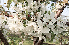 さくらんぼの花の写真